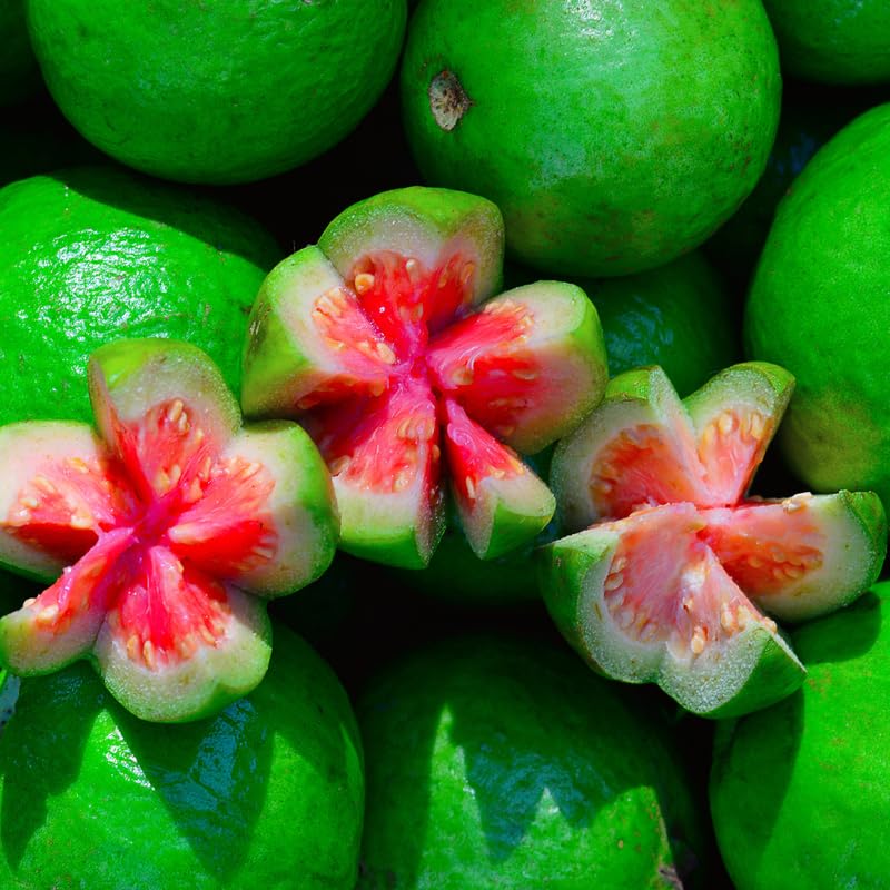 Set 2 Sweet Pink Guava Trees Plants Live, Pink Guava Seedlings Tree Fruit Plant, 4 to 9 Inc Tall, Pink Guava Plants