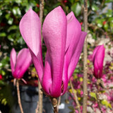 Magnolia Tree Live Plant in 2.5'' Pot, Magnolia Starter Tree, Ornamental Flowering Tree, Outdoor or Container Growing (Ann Magnolia)