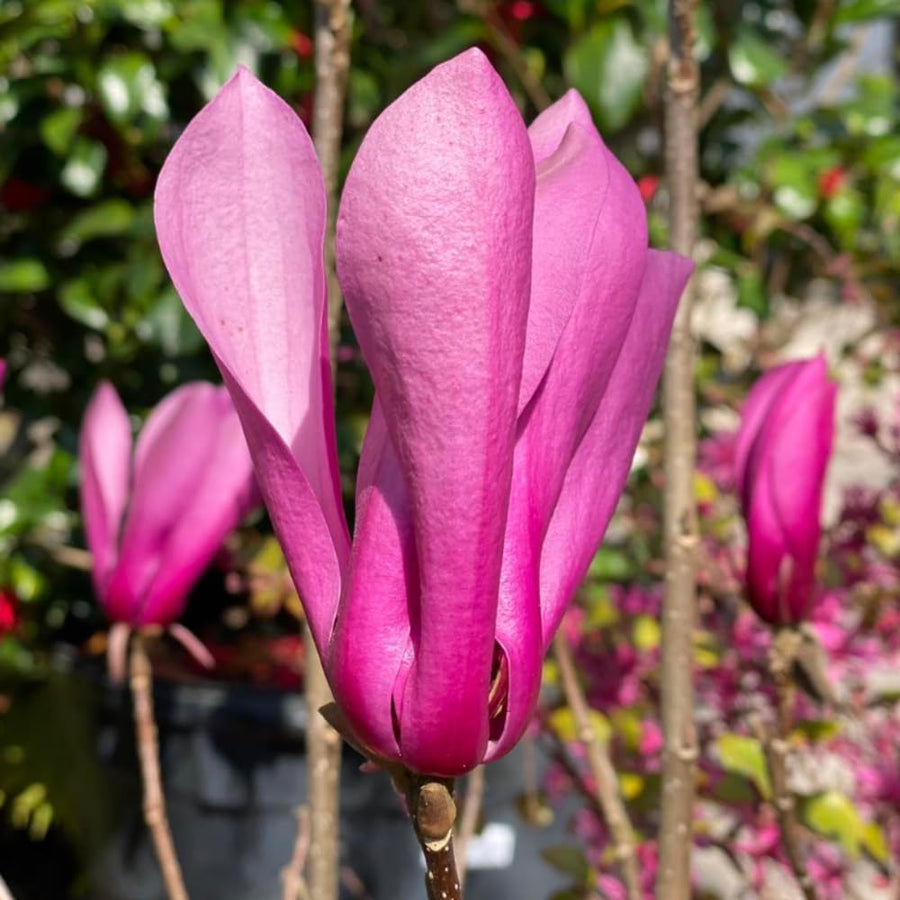 Magnolia Tree Live Plant in 2.5'' Pot, Magnolia Starter Tree, Ornamental Flowering Tree, Outdoor or Container Growing (Ann Magnolia)