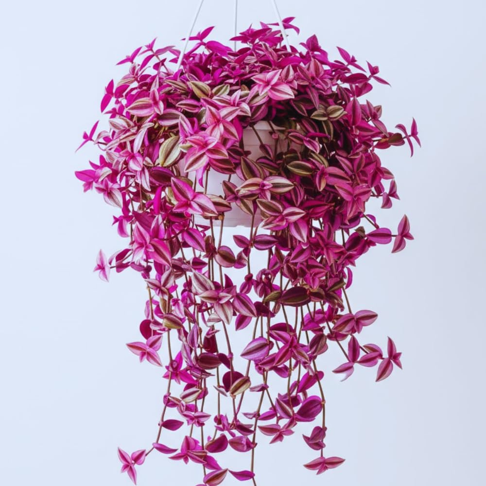 2 Pink Wandering Jew Plants Live, Tradescantia Wandering Jew Live Plant, 3 Inc Pot, Hanging Basket Plants