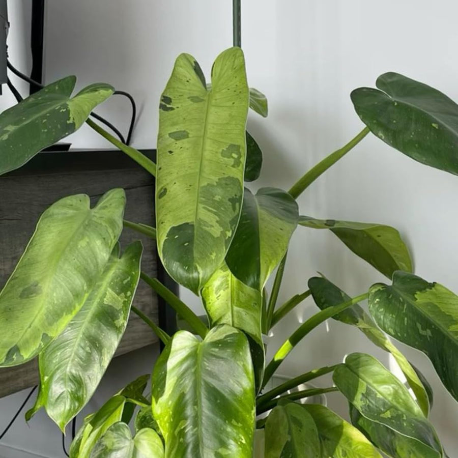 Set of 2 Live Variegated Green Philodendron Plants in 4 Inch Pots, Tropical Indoor Houseplants with Variegated Foliage, Ready to Grow