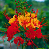 Red Orange Mexican Bird of Paradise Plant Live in Pot, 6-10" in Tall Well-Rooted Seedling for Outdoor Growing, Peacock Plant