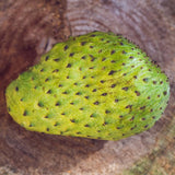 Annona Muricata Guanabana Soursop Tree Live Plant, 4 to 6 Inc Tall