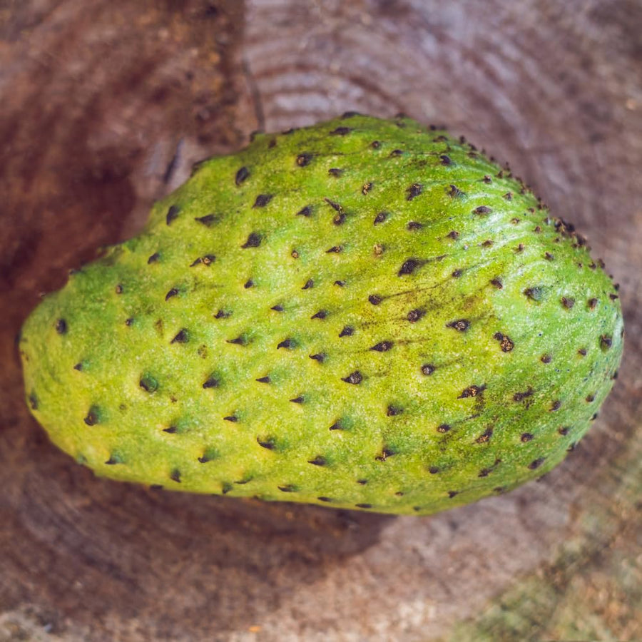 Annona Muricata Guanabana Soursop Tree Live Plant, 4 to 6 Inc Tall