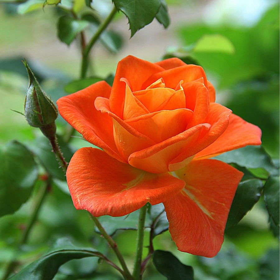 Fragrant Rose Bushes Plant Live, Orange Rose Climbing Flower Trees, Bright Orange Live Roses Bushes Bare Root Ready to Plant, 5-10 Inc Tall