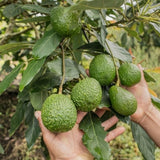Cold Hardy HASS Avocado Plant Live Tree, 16-20 Inc in Tall in Gallon Pot, Zones 9-11, No CA
