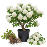Set 2 Snowball Viburnum Live Plants, Bare Root 8 to 12 Inches Tall, White Flowering Shrub, Low Maintenance for Outdoor Garden
