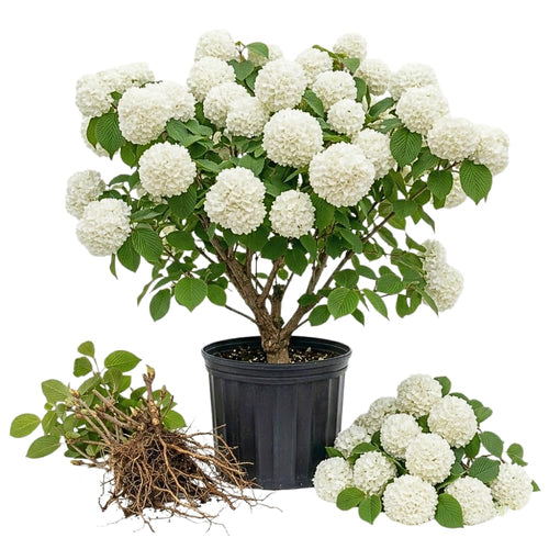 Set 2 Snowball Viburnum Live Plants, Bare Root 8 to 12 Inches Tall, White Flowering Shrub, Low Maintenance for Outdoor Garden