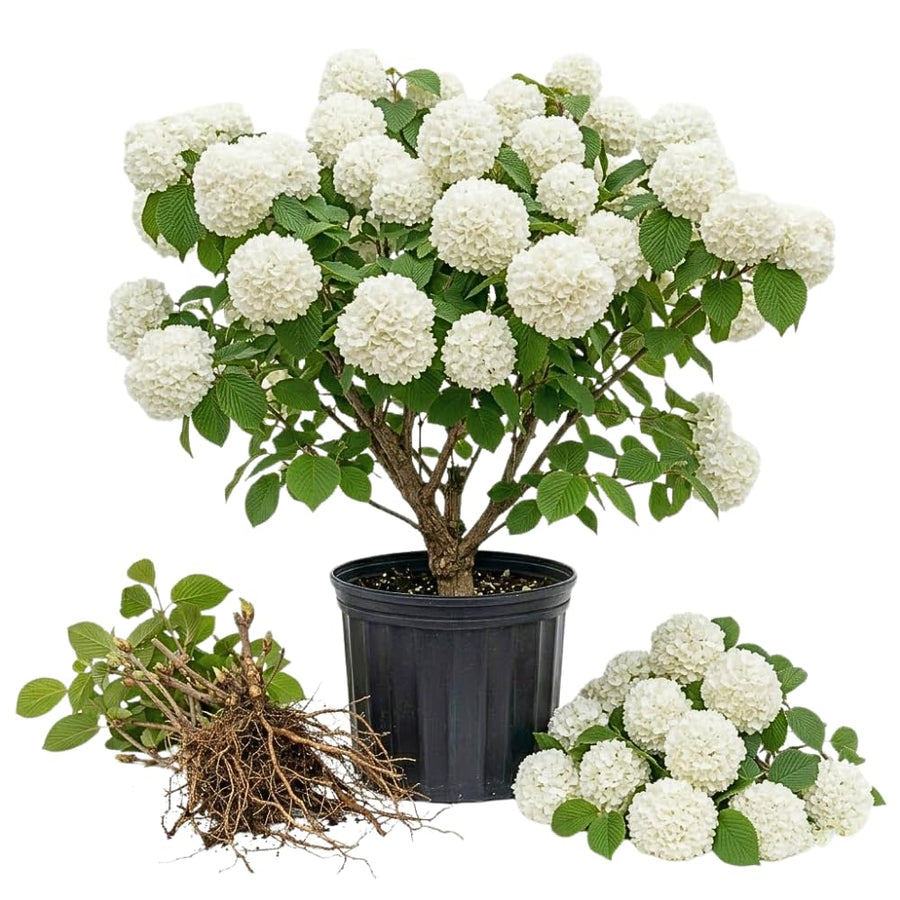 Set 2 Snowball Viburnum Live Plants, Bare Root 8 to 12 Inches Tall, White Flowering Shrub, Low Maintenance for Outdoor Garden