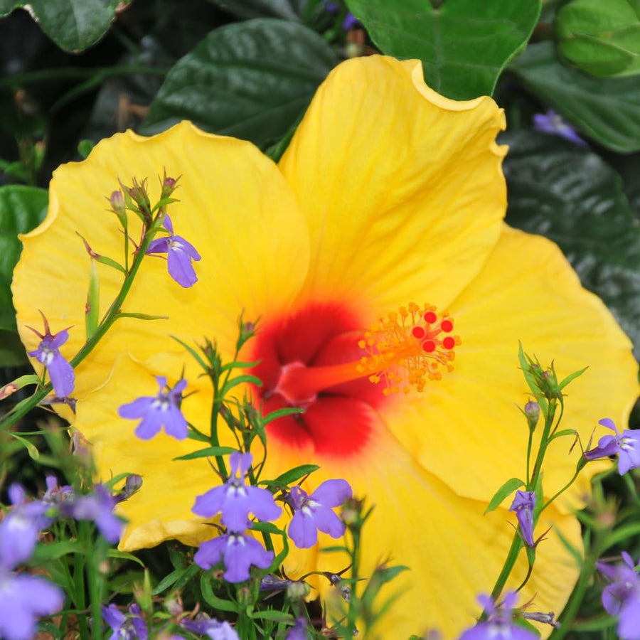 Red Yellow Hibiscus Plant Live, Well-Rooted Hibiscus Flowers, 5-7 Inches Tall, Tropical Flowering for Indoor Outdoor Planting