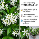 Star Jasmine Plant Live, Jasmine Flower Plant, 3-5 Inc Tall, Fragrant Climbing Vine for Indoor Outdoor Growing
