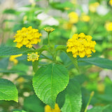 Set 2 Trailing Lantana Plants Live for Planting, 6-9 Inch Height, Ornamental Lantana Live Plants Ready to Grow (Yellow Lantana)