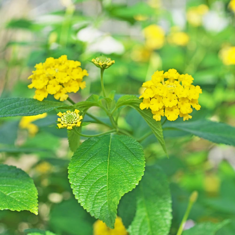 2 Trailing Lantana Plants Live for Indoor Outdoor, 6-9 Inch Tall, Live Lantana Flowers Home Garden (Yellow Lantana)