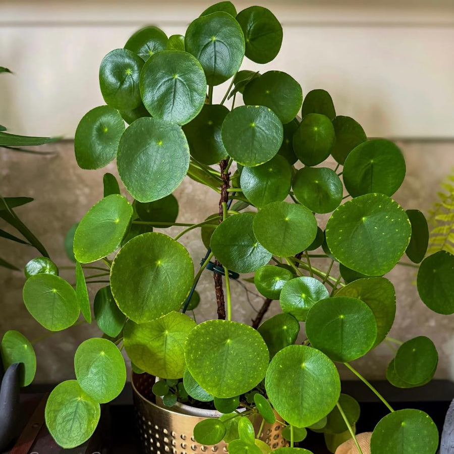 2 Money Plants Live, Pilea Peperomioides Houseplant, 4-6 Inches Tall, Real House Plant for Office, Home, Garden
