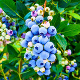 1 Blueberry Plant Live, Blueberry Bushes Live Plant, 1 Year Old, Blueberry Tree Live Plant, Blueberry Fruits (Tophat Blueberry)