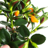 Trailing Goldfish Plant Live in 4" Pot, Tropical Houseplant for Hanging Baskets, Indoor Live Plant with Bright Blooms
