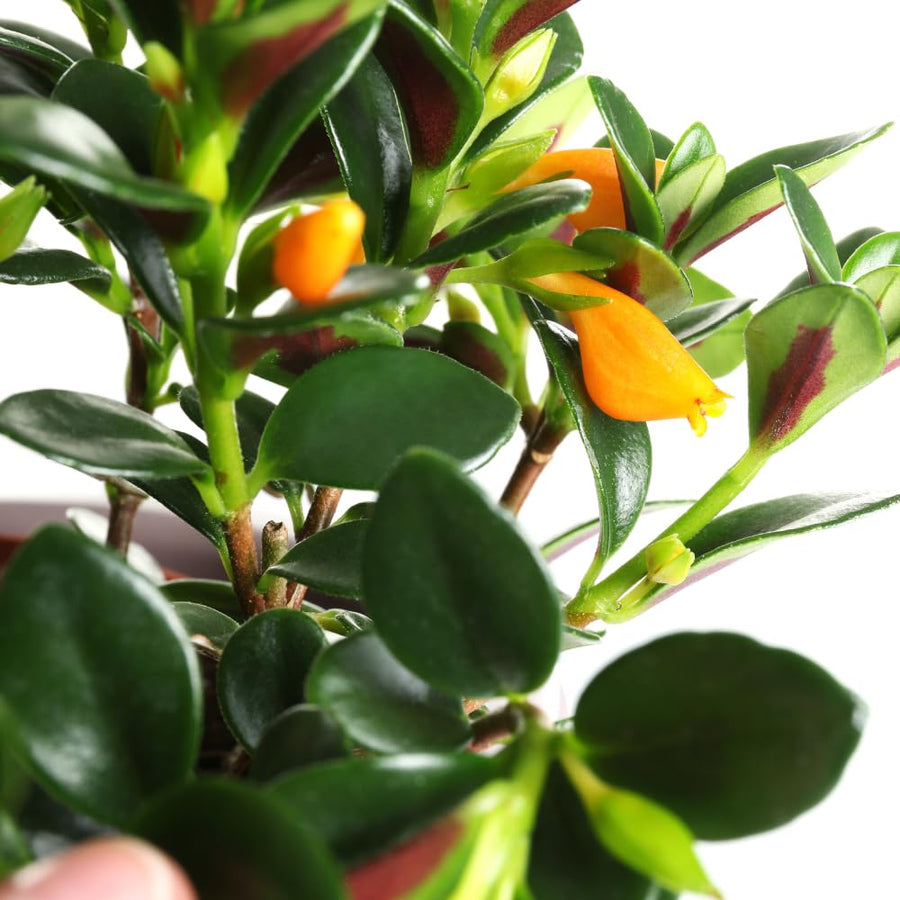 Trailing Goldfish Plant Live in 4" Pot, Tropical Houseplant for Hanging Baskets, Indoor Live Plant with Bright Blooms