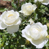 Rose Plant Live, Rose Bush Live Plant for Planting Your Garden, 5-9" Height Well-Rooted, Fragrant Flowers Vibrant Blooms (White Rose)