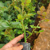 Purple Red-Pink Stripes Climbing Roses Live Plants 7 Months Old, Rose Bushes Ready to Plant 5-9" Tall, Very Fragrant, Can Grow As Climber or Bush Tree or Trellises, Walls, Fences