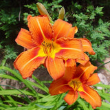 Pack 10 Daylily Bulbs for Planting Spring, Fast Blooming Hardy Perennial Lily Bare Roots for Outdoor Growing (Wild Orange Day Lily)