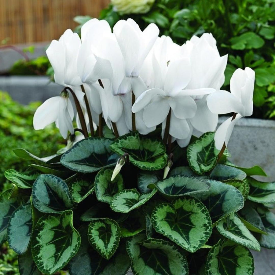 Live White Cyclamen Plant, Cyclamen Flower Live Plant, Hardy Indoor Flowering Houseplant 5-7 Inches Tall,Ready to Grow
