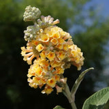 Butterfly Bush Plant for Plant, Size 5 to 7 Inch Tall Plant, Without Pot, Butterfly Bushes Plant (Yellow Flowers)