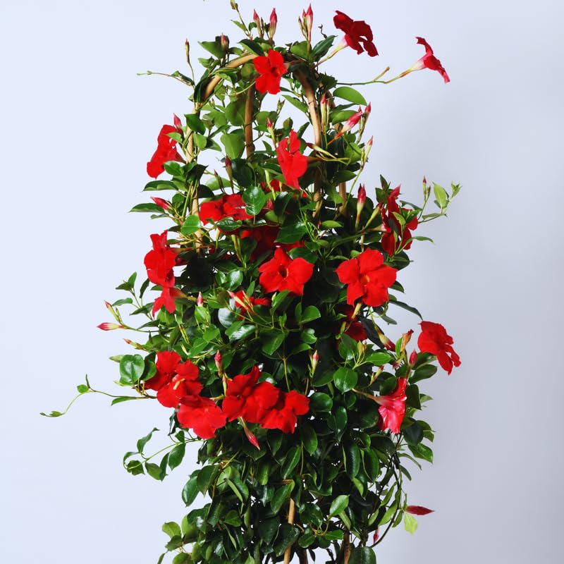 Red Mandevilla Plants Live, Set 2 Plants, Live Mandevilla Flower Plants Gardening, 10 to 12 Inc Long Mandevilla Live Plant Vine Growing, No Pot