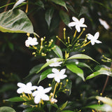 Live Jasmine Plant, White Jasmine Flower, Fragrant Climbing Vine, 4-7 Inches Tall, Ready for Planting (Star Jasmine)