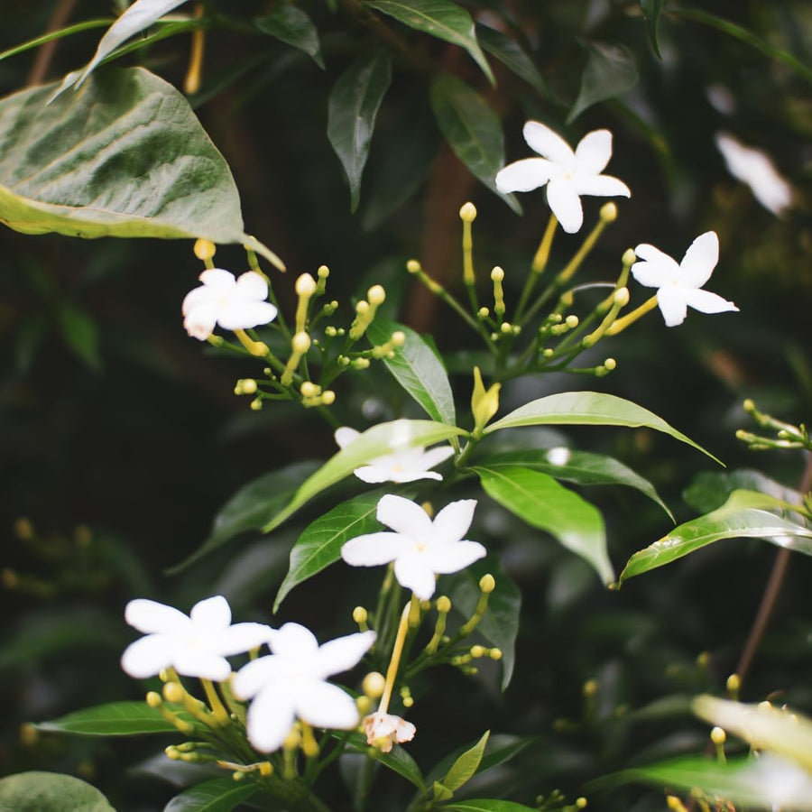 Live Jasmine Plant, White Jasmine Flower, Fragrant Climbing Vine, 4-7 Inches Tall, Ready for Planting (Star Jasmine)