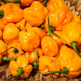 Set 2 Orange Habanero Pepper Plants Live, 90 Days Old Pepper, World Hottest Pepper Plants, No Pot
