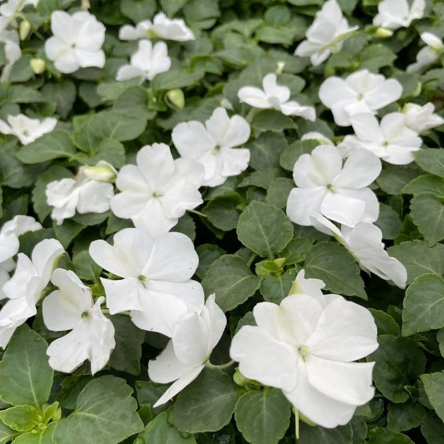 White Impatiens Live Plant in 4-Inch Pot, Impatiens Plant 3-5 Inch Tall, Flowering Annual for Gardens and Containers