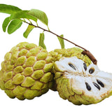 Sugar Apple Tree Live Plant, Custard Apple Plant Live, Easy to Plant Fruit Garden Tropical, 3 Feet to 4 Feet Long, Zone 10 to 11