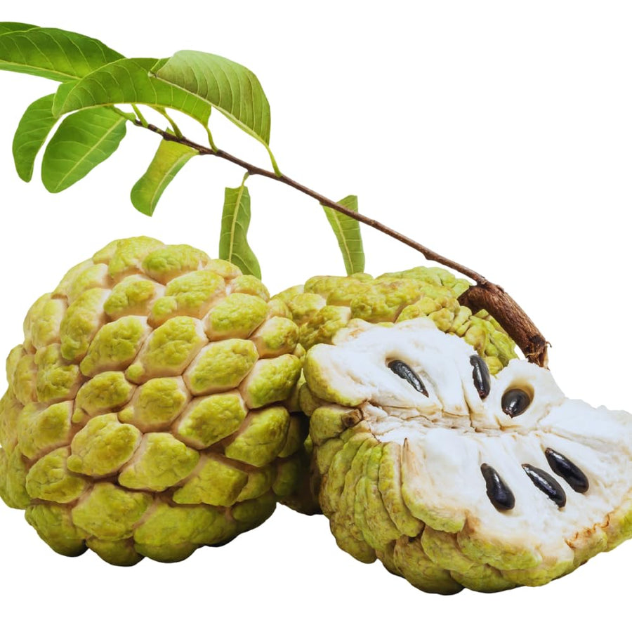 Sugar Apple Tree Live Plant, Custard Apple Plant Live, Easy to Plant Fruit Garden Tropical, 3 Feet to 4 Feet Long, Zone 10 to 11