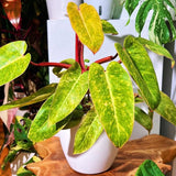 2 Rare Philodendron Live Plants Varieties Collection, Philodendrons Plants Size 5-9 Inc for Indoor Houseplant Décor, Ornamental Tropical Well-Rooted (Lady Philodendron Plants)
