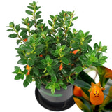 Trailing Goldfish Plant Live in 4'' Pot, Hardy Goldfish Plant for Hanging Basket, Easy-Care Houseplant, Rare Indoor Plant, 4-7 Inch Tall