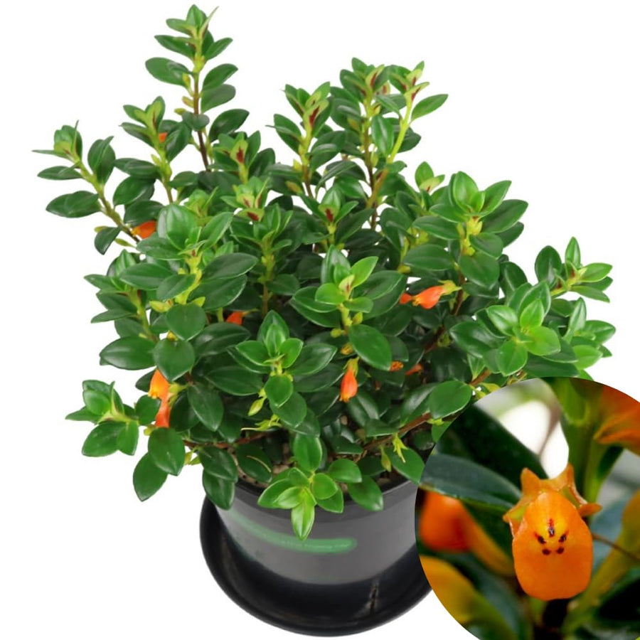 Trailing Goldfish Plant Live in 4'' Pot, Hardy Goldfish Plant for Hanging Basket, Easy-Care Houseplant, Rare Indoor Plant, 4-7 Inch Tall