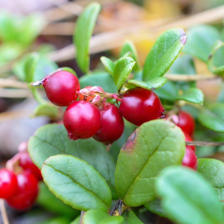Set of 2 Live Cranberry Plants, 3 to 5 Inches Tall, Sweet Berry Seedlings for Containers, Raised Beds, and Gardens