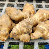 0.5 Lb Jerusalem Artichoke Tubers, Sunchoke for Planting, Hardy Perennial Vegetable for Home Garden