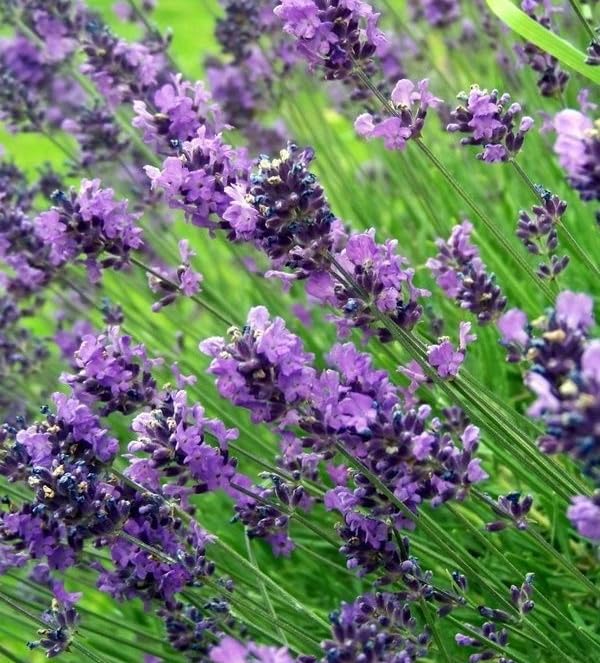 2 Live Lavender Plants, Purple Lavender Starter Plants in 3'' Pot, Fragrant Flowering Herb for Gardens, Planters and Indoor Pots (Very Fragrant Lavenders)