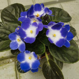 Colorful African Violets Live Plant in 4" Pot, Starter African Violet Flower for Indoor Outdoor Home Décor