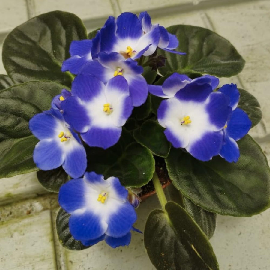 Colorful African Violets Live Plant in 4" Pot, Starter African Violet Flower for Indoor Outdoor Home Décor