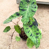 Alocasia Plant Live, Rare Elephant Ear Plant Indoor in 4 Inch Pot, Tropical Foliage, Compact Houseplant for Office, Room and Home Décor - Spotted