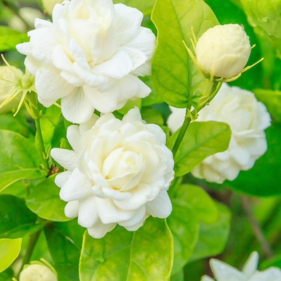 3 Sambac Jasmine Plants Live, Live Jasmine Plants, Grand Duke of Jasmine Live Plants, Double White Jasmine Live Plants for Grow Garden, 4 to 6 Inc Long