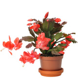 Red Thanksgiving Cactus in 4" Pot for Spring Planting, Indoor Outdoor Home Decor