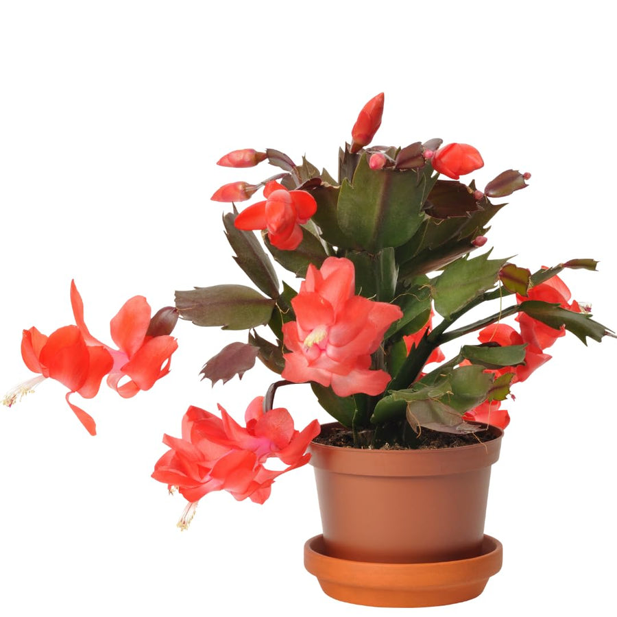 Red Thanksgiving Cactus in 4" Pot for Spring Planting, Indoor Outdoor Home Decor