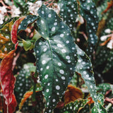 Set 3 Begonias Live Plants, Angel Wing Begonia Maculata Polka Dot, No Pot, Starter 4 to 8 Inc Tall, Indoor Outdoor Houseplant