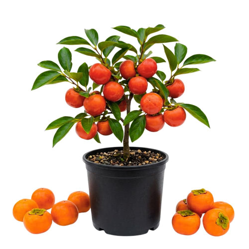 Persimmon Tree Live Plant, Persimmon Fruit Trees Live Plants, Well Rooted, 8-10 Inches Tall, Sweet Fruit Tree for Edible Garden, Backyard