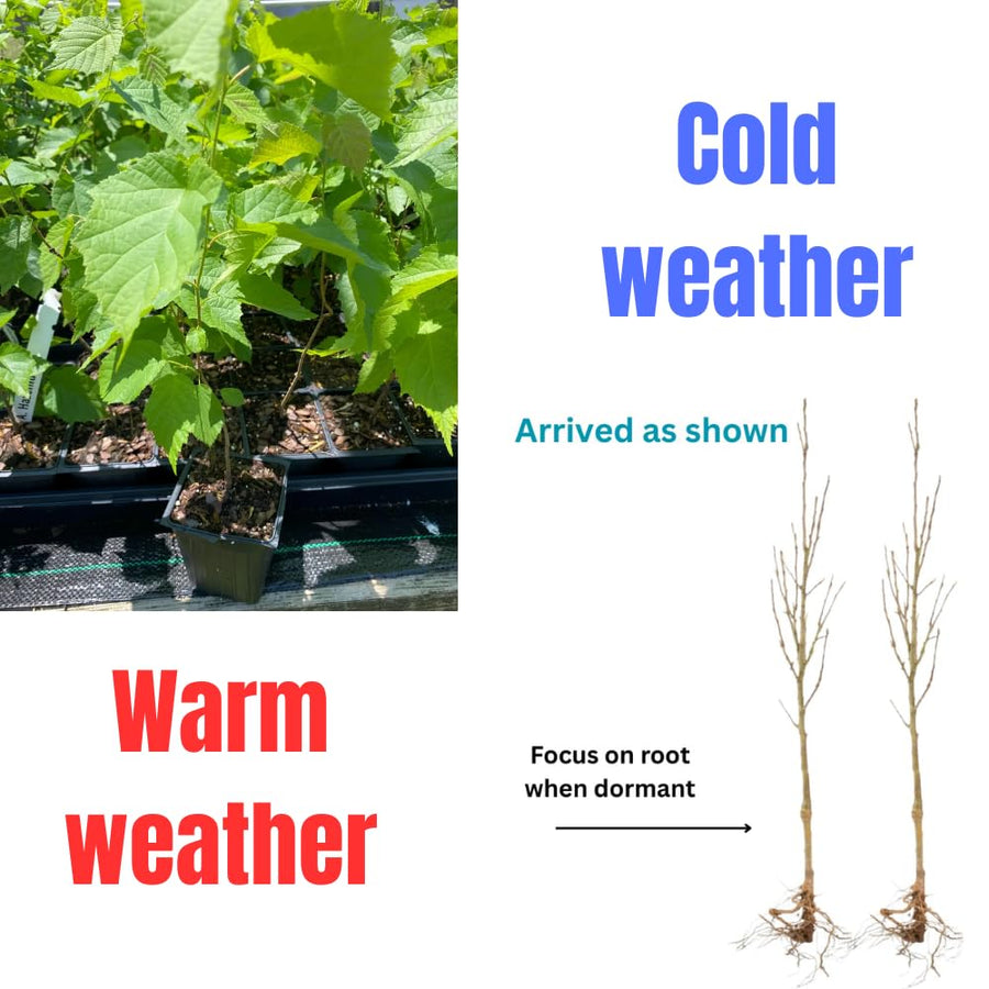 10 Months Old American Hazelnut Trees Live Plants, Dormant Hazelnut Trees in Winter