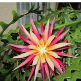 Fishbone Cactus Plant, Epiphyllum Orchid Cactus, Pink Epiphyllum Orchid Cactus Plants Live from 4 Inc Tall