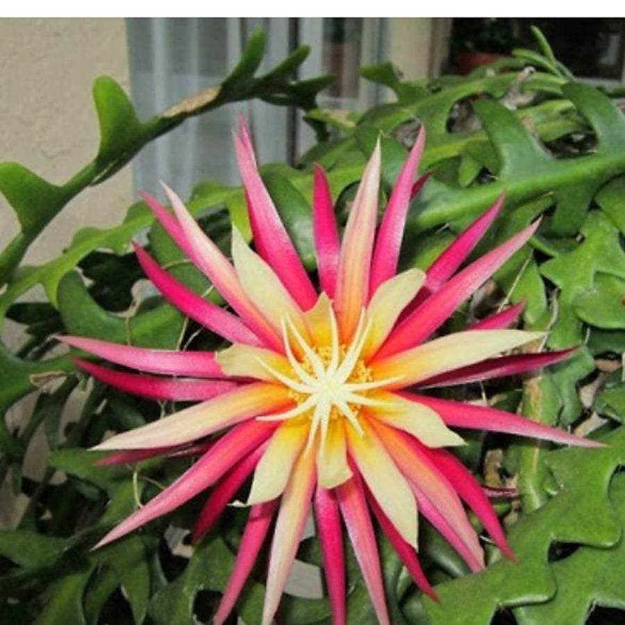 Fishbone Cactus Plant, Epiphyllum Orchid Cactus, Pink Epiphyllum Orchid Cactus Plants Live from 4 Inc Tall